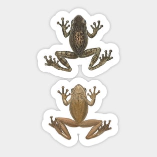 Cuban Tree Frog Vintage Antique Scientific Drawing Sticker